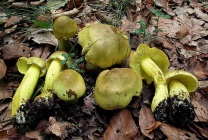 Ciuperci grebe (55 fotografii) nume, descriere, specie, otrăvire palidă, cum să se facă distincția între produsele comestibile,