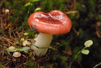 Ciuperci grebe (55 fotografii) nume, descriere, specie, otrăvire palidă, cum să se facă distincția între produsele comestibile,