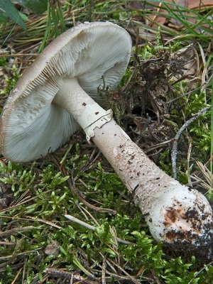 Ciuperca de culoare roșie agarică (gri-roz) în medicina populară amanita ca produs medicamentos