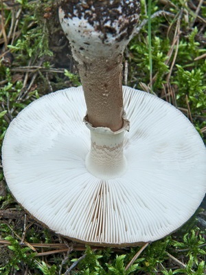 Ciuperca de culoare roșie agarică (gri-roz) în medicina populară amanita ca produs medicamentos