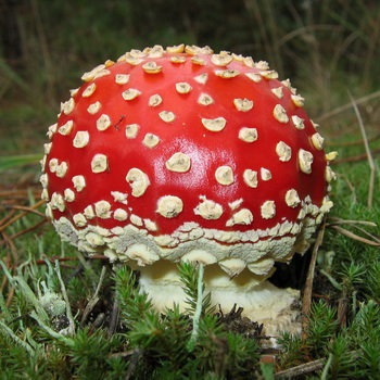 Ciuperca de culoare roșie agarică (gri-roz) în medicina populară amanita ca produs medicamentos