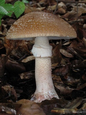 Ciuperca de culoare roșie agarică (gri-roz) în medicina populară amanita ca produs medicamentos