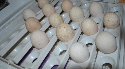 Incubarea ouălor curcan la temperatura și umiditatea la domiciliu, mod, fotografie, tabelul de incubație
