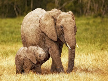 Interesant despre elefanți