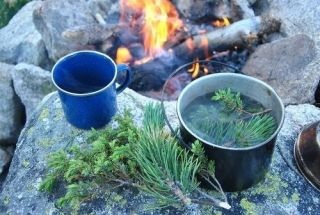 Din ce ierburi și flori puteți prepara ceai în timp ce faceți o plimbare sau pe un picnic