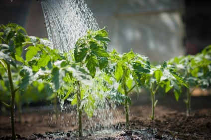 Iod pentru tomate ca hrană în casă, udare, hrănire după culegere, prelucrare