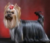 Yorkshire Terrier, adăpost pentru animale fără adăpost, g