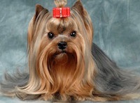 Yorkshire Terrier, adăpost pentru animale fără adăpost, g