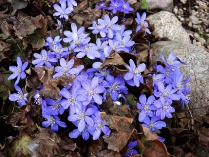 Ce flori sălbatice de primăvară-primăvară cresc în grădinile tale