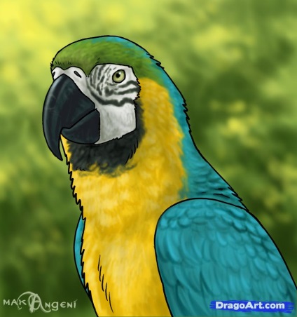 Cum de a desena un papagal macaw, orezwow