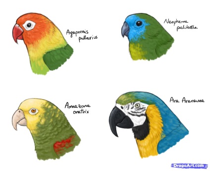 Cum de a desena un papagal macaw, orezwow