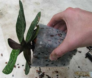 Cum să transplantați plante de orhidee
