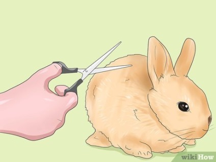 Cum să păstrați blana iepurelui curată și nu confuză