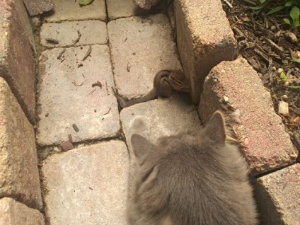 Hogyan lehet barátságot kötni egy macskával egy chipmunk (6 fotó)