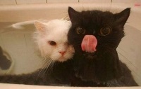 Cum să spălați corect o pisică și la ce temperatură, cât de des să spălați pisicile, dacă este posibilă spălarea pisicilor, cum