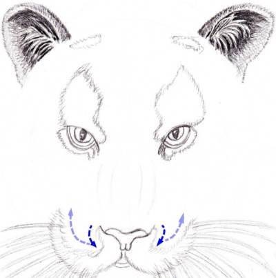 Cum să desenezi un tigru