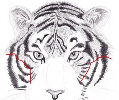 Hogyan rajzoljunk egy tigrist