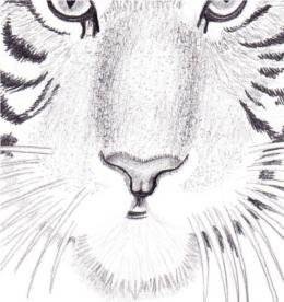Hogyan rajzoljunk egy tigrist