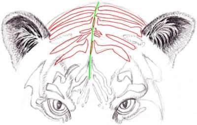 Cum să desenezi un tigru