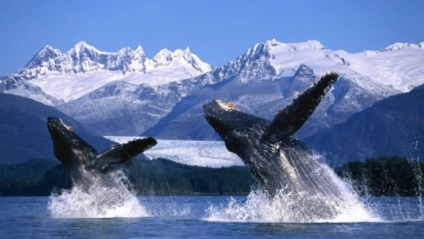 Cum a salvat ghețarii ruși economia de balene din SUA