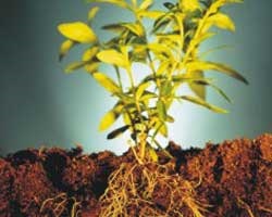 Cum se determină natura solului