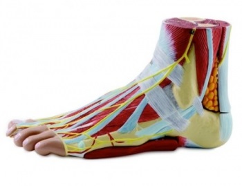 Cum este anatomia picioarelor oaselor piciorului uman