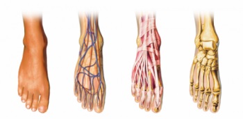 Cum este anatomia picioarelor oaselor piciorului uman