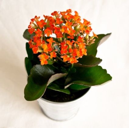 Hogyan törődjünk a Kalanchoe-val?