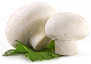 Cum să crești o ciupercă albă