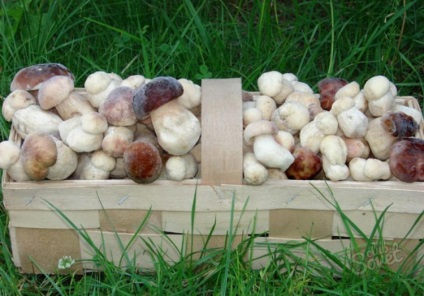 Cum să crești o ciupercă albă