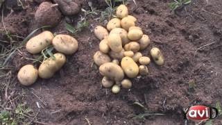 Cum să crești cartofii într-o pungă