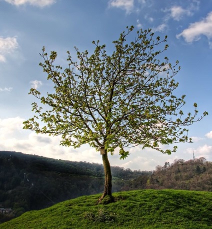 Cum se taie și se lipeste un obiect în Photoshop