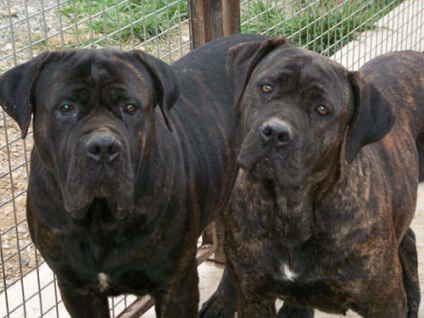 Cane Corso, a fajta leírása, a kutya és a fénykép jellege