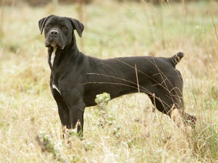 Cane Corso, descrierea rasei, caracterul câinelui și fotografia