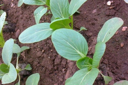 Varză pak-choi - plantare și creștere