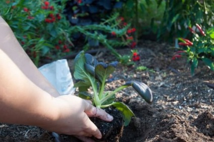 Varză pak-choi - plantare și creștere