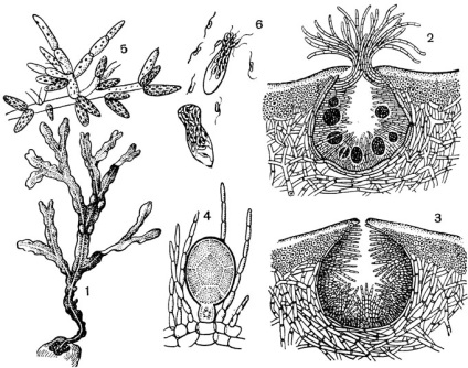 Clasa Cyclospores - cyclosporeae 1971 gordeeva t