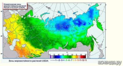 Clasificarea arborilor și arbuștilor pe grupe de zone de arbori și arbuști ornamentali