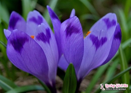 Când și cum să planteze Crocus