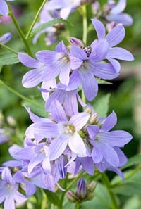 Campanula grădină sau Campanula