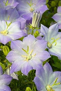 Campanula grădină sau Campanula