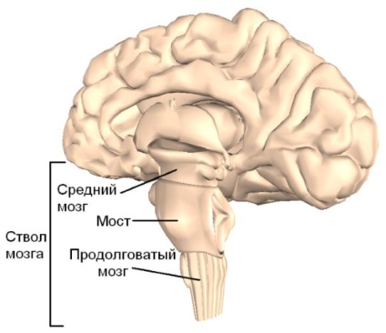 Coma după faza de accident vascular cerebral, caracteristici, ieșire