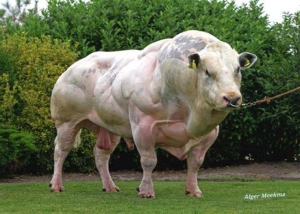 Vaci și tauri de rasă sunt albastru belgian (bovine albastre belgiene)