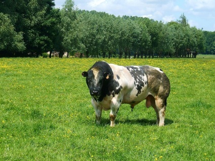 Vaci și tauri de rasă sunt albastru belgian (bovine albastre belgiene)