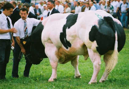 Vaci și tauri de rasă sunt albastru belgian (bovine albastre belgiene)