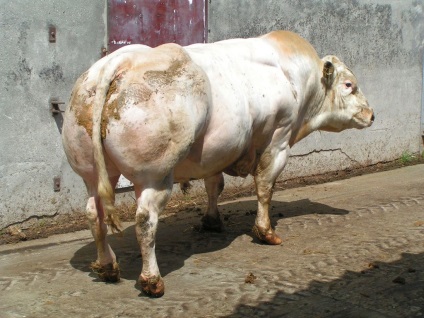 Vaci și tauri de rasă sunt albastru belgian (bovine albastre belgiene)