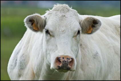 Vaci și tauri de rasă sunt albastru belgian (bovine albastre belgiene)