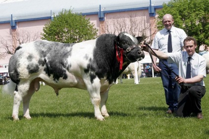 Vaci și tauri de rasă sunt albastru belgian (bovine albastre belgiene)