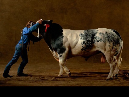 Vaci și tauri de rasă sunt albastru belgian (bovine albastre belgiene)