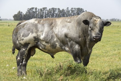 Vaci și tauri de rasă sunt albastru belgian (bovine albastre belgiene)